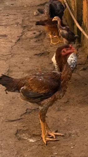 Galinha índio gigante 