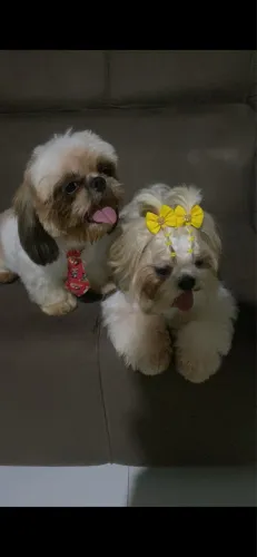 Shih tzu para cobertura 