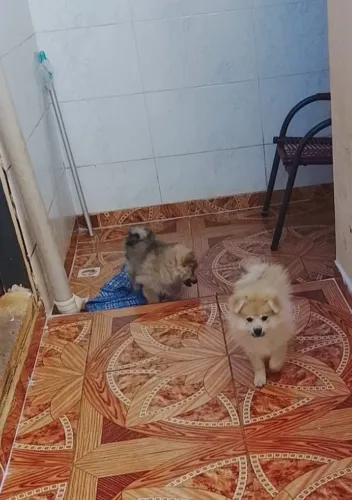 Venda spitz alemão
