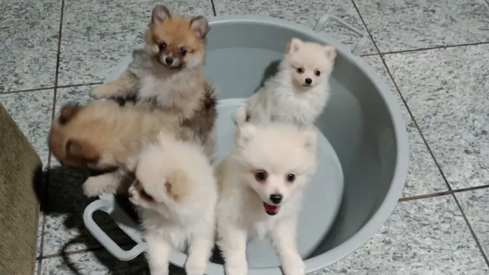 Filhotes de cachorro ? lulu da palmeronia.