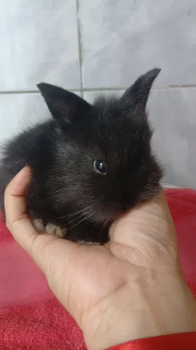 Coelhos lop Uruguai,Lion Head e mini netherland