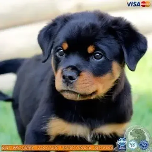 Rottweiler filhote disponível vive para brinca na grama