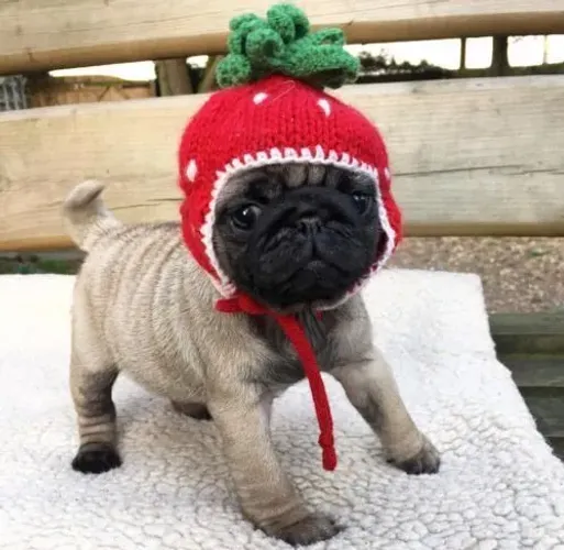 Pug apego imediatos