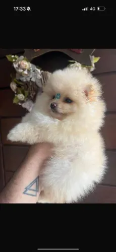 Filhote Spitz Alemão, esses filhotes podem roubar seu coração!