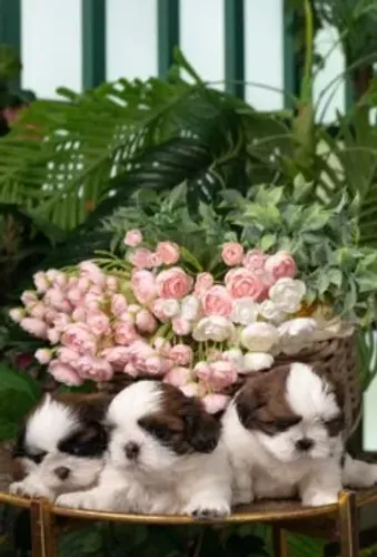 Shih-Tzu Pequeno Preto Macho - Inteligente, Brincalhão e Muito Fofo!