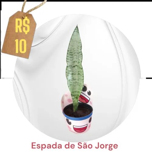Espada de São Jorge - Linda e charmosa!