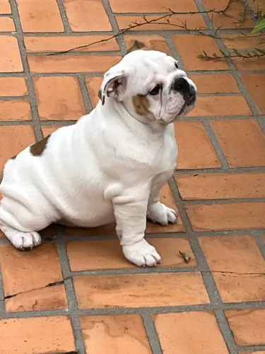 Filhote de Bulldog inglês 
