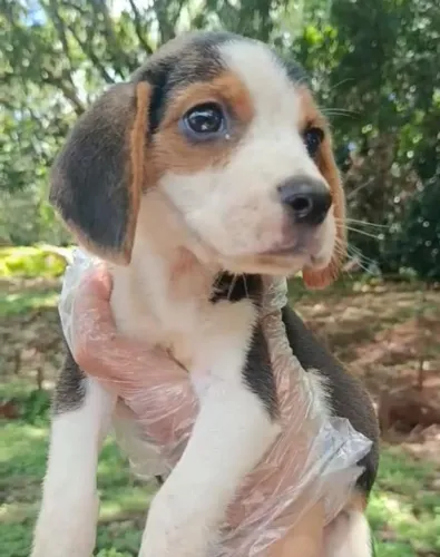 Beagle nobre