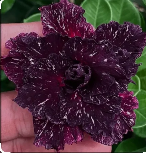 Vendo rosa do deserto raras