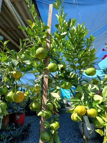 Mudas frutíferas produzindo em Criciúma-Sc