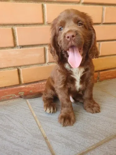 Cocker Spaniel ingles Linhagens campeã, e pais importados