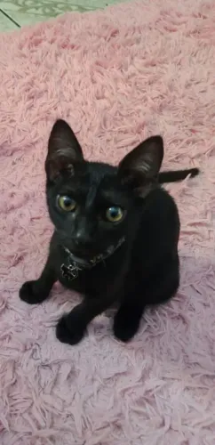 Gatinho para doação 