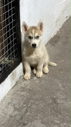 Husky siberiano