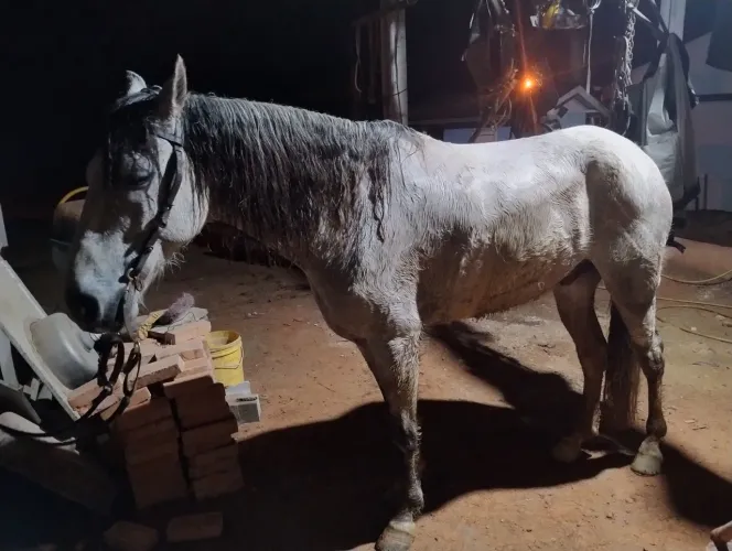 Cavalo
