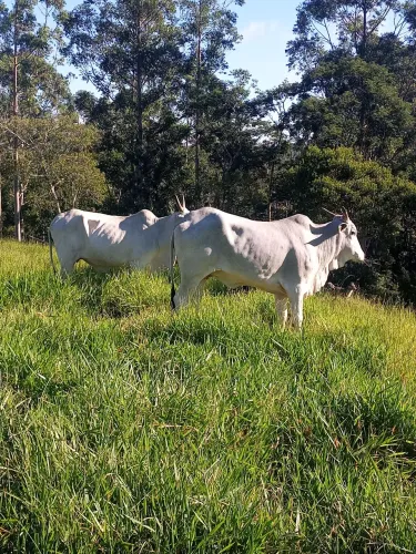 Animais