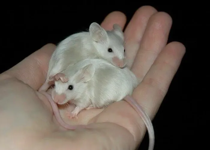 HAMSTER ANÃO RUSSO, SÍRIO, DONGO e TWISTER