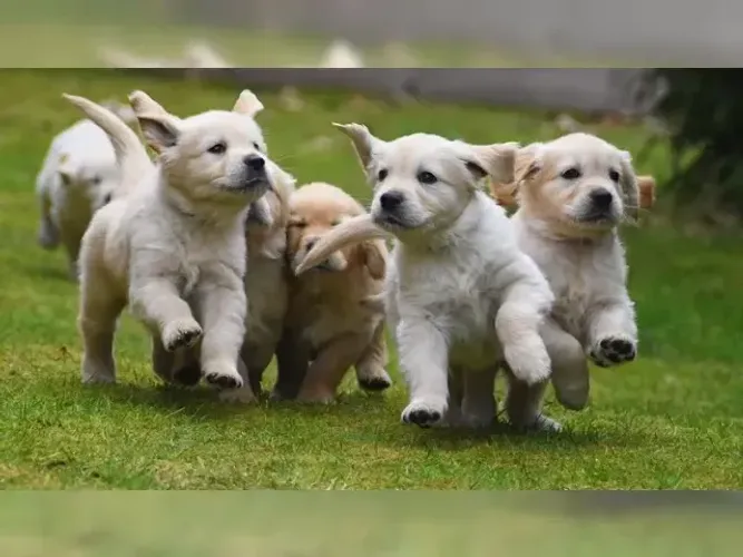 Baby Golden Retriever lindos e cheios de alegria