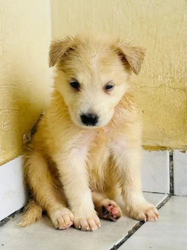 Filhote de Husky Siberiano 