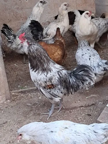 Galo ameraucana splash 