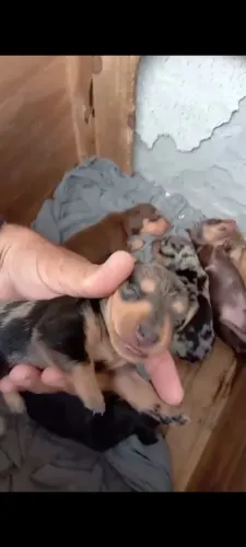 Filhotes de dachshund pra reserva 