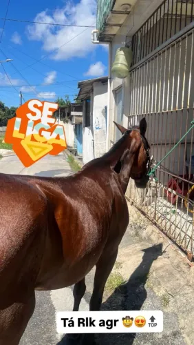 Quero vender ela e uma egua