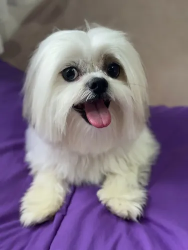 Adoção responsável de cãozinho ? Procuro uma família