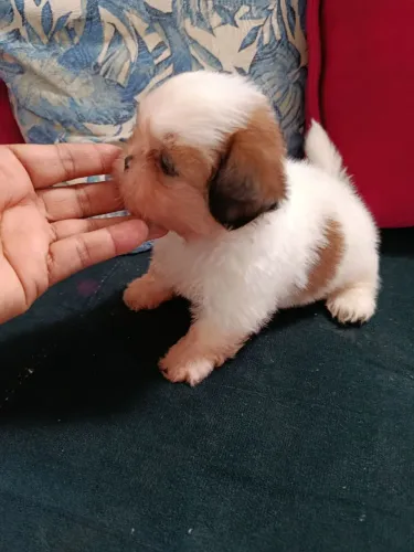 Cachorra Shitzu