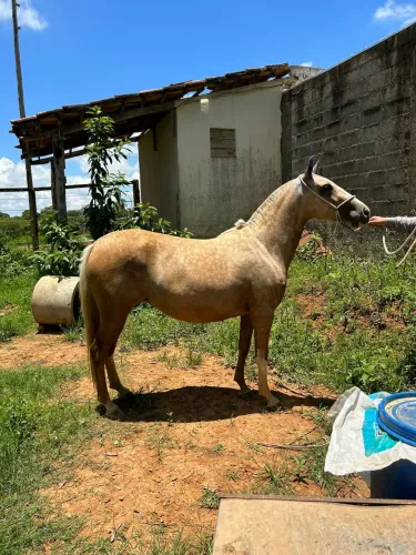Vende se égua 