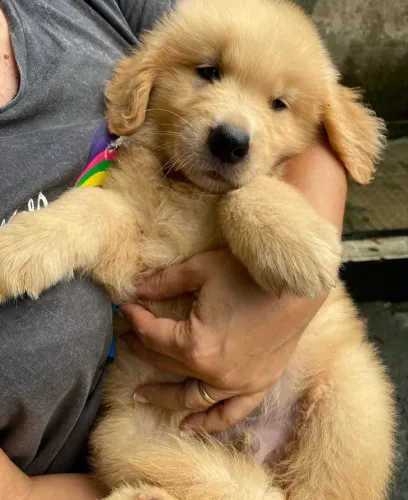 Golden com 82 dias cachorro inteligente 