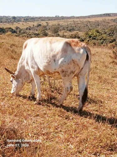 Novilha Prenha