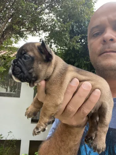 Filhote Bulldog Francês