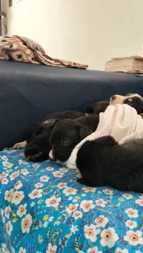 Adoção, misturado poddle+ vira lata