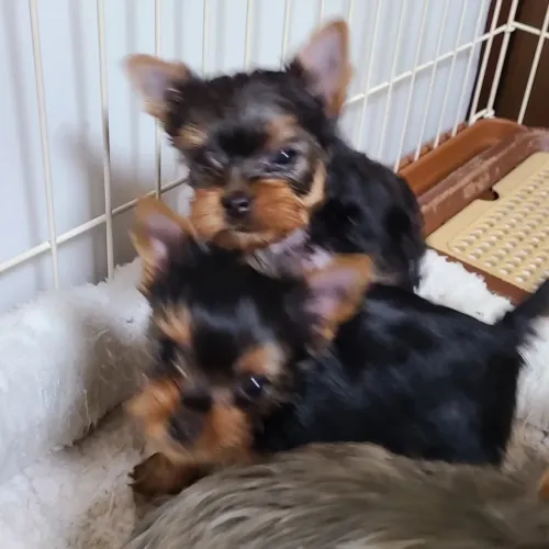 Yorkie Micro Mini Lindíssimo Macho e fêmea