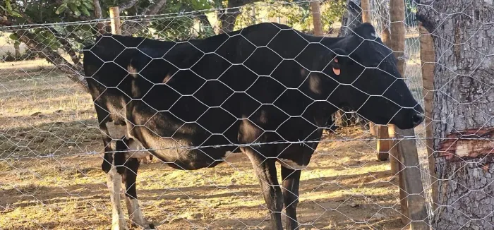 VACA LEITEIRA PRENHA