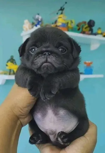 Pug Um pequeno coração pronto para amar você sem medida