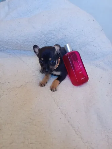 Pinscher fêmea pai n00 mãe 1 430 GMS filhotinha