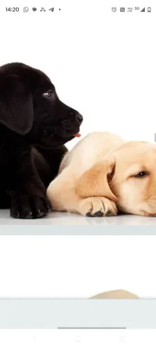 filhotes de labrador preto e caramelo