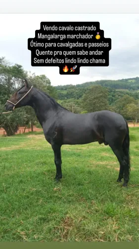 Cavalo Mangalarga registrado castrado