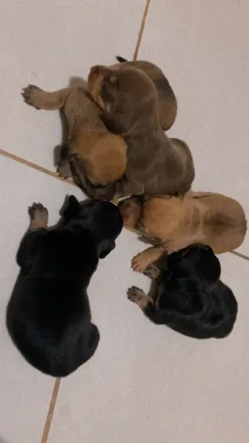 Tenho dois Dachshund disponíveis !!