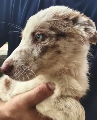 Border Collie