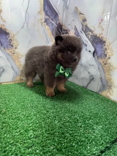 Lulu da pomeranea macho e fêmea com 58 dias 