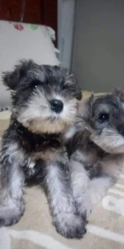 Filhote de Schnauzer vacinados e Vermifugados.