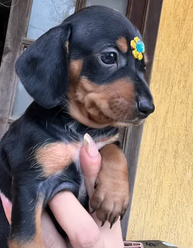 Basset fêmeas pretinhas pedigree opcional Teckel