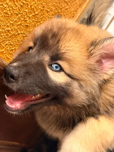 Filhote de husky siberiano