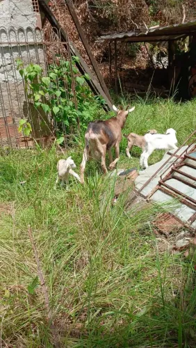 Cabra Leiteira Alpina + 3 Filhotes Lindos (Lote Fechado)