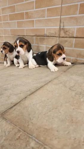 beagle disponivel