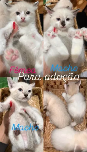 Gatos para adoção 