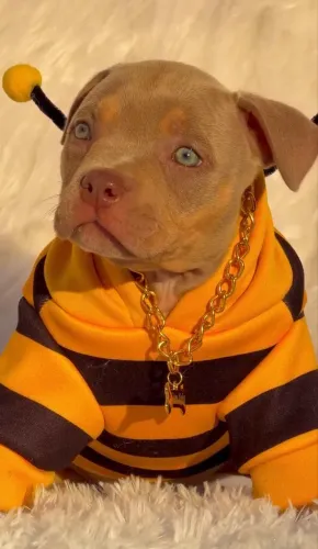 Filhote American Bully