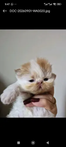 Gato persa fêmea 