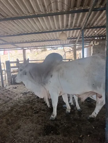 Vendo Touro PO procedência Heringer